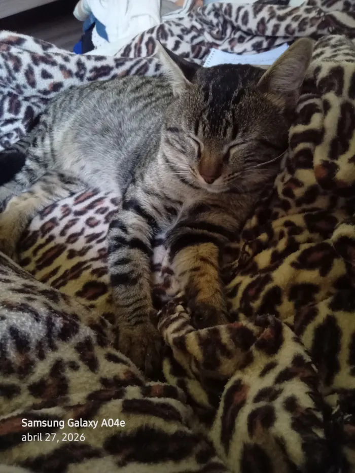 Gato raça SRD-ViraLata idade 1 ano nome Pingo