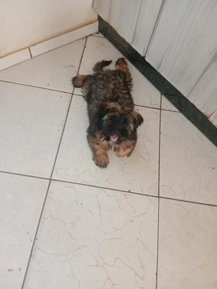 Cachorro raça Shitzu idade 2 a 6 meses nome Mel