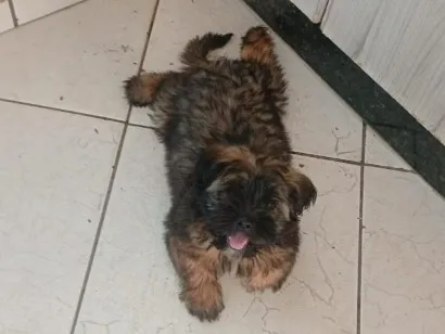 Cachorro raça Shitzu idade 2 a 6 meses nome Mel