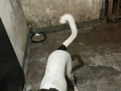 Cachorro raça SRD-ViraLata idade 2 a 6 meses nome Luck