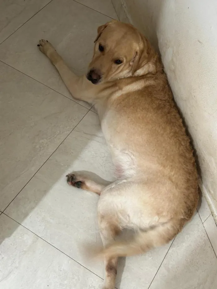 Cachorro raça Labrador idade 3 anos nome Thor e Loki