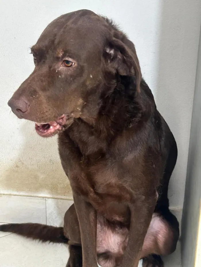 Cachorro raça Labrador idade 3 anos nome Thor e Loki