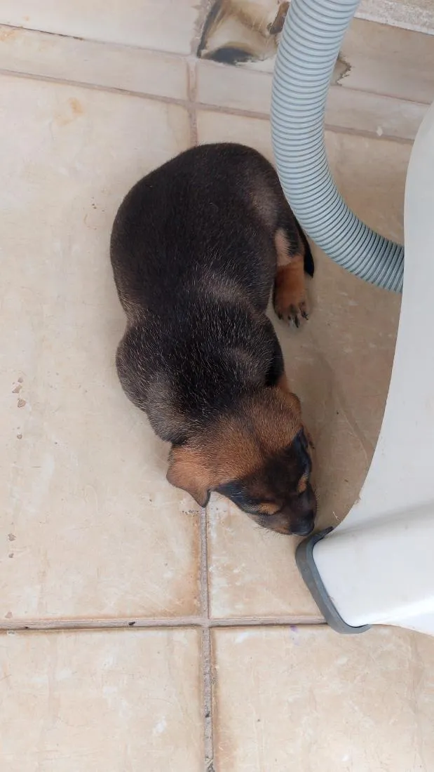 Cachorro raça SRD-ViraLata idade Abaixo de 2 meses nome toto