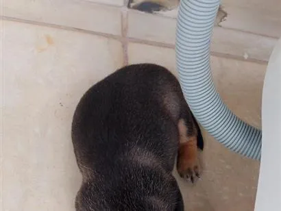 Cachorro raça SRD-ViraLata idade Abaixo de 2 meses nome toto