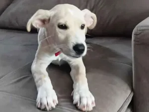 Cachorro raça SRD-ViraLata idade 7 a 11 meses nome snoopy 