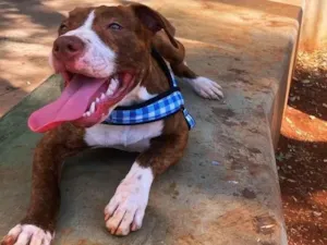 Cachorro raça Pit-Bull idade 1 ano nome Mel 