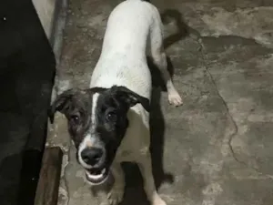 Cachorro raça SRD-ViraLata idade 2 a 6 meses nome Luck
