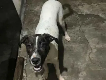 Cachorro raça SRD-ViraLata idade 2 a 6 meses nome Luck