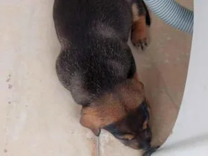 Cachorro raça SRD-ViraLata idade Abaixo de 2 meses nome toto