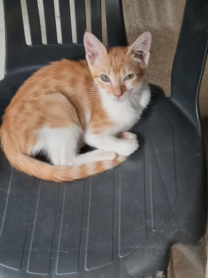 Gato raça SRD-ViraLata idade 2 a 6 meses nome Simba e Safira