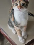 Simba e Safira