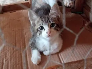 Gato raça SRD-ViraLata idade 2 a 6 meses nome sara  e Ramon 