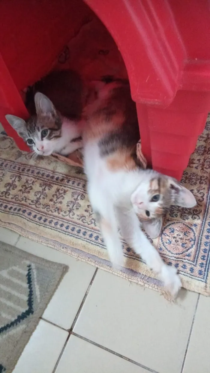 Gato raça SRD-ViraLata idade 2 a 6 meses nome Tricolorzinha
