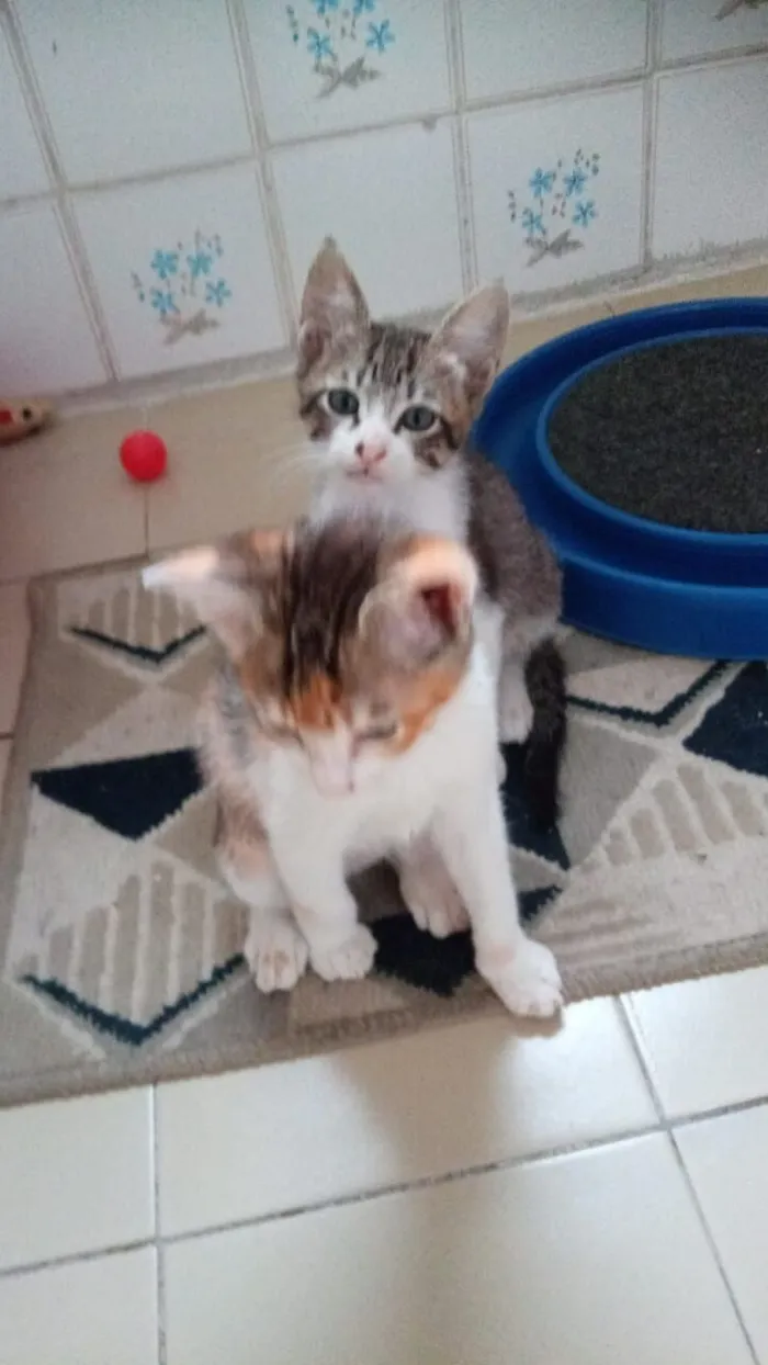 Gato raça SRD-ViraLata idade 2 a 6 meses nome Tricolorzinha