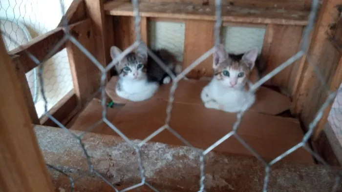 Gato raça SRD-ViraLata idade 2 a 6 meses nome Tricolorzinha