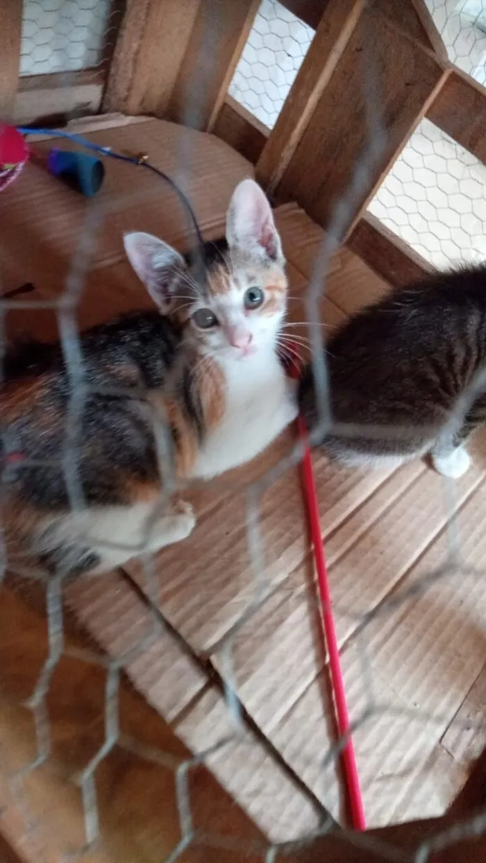 Gato raça SRD-ViraLata idade 2 a 6 meses nome Tricolorzinha