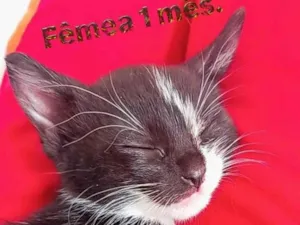 Gato raça SRD-ViraLata idade Abaixo de 2 meses nome bebês gatas??