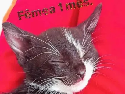 Gato raça SRD-ViraLata idade Abaixo de 2 meses nome bebês gatas??