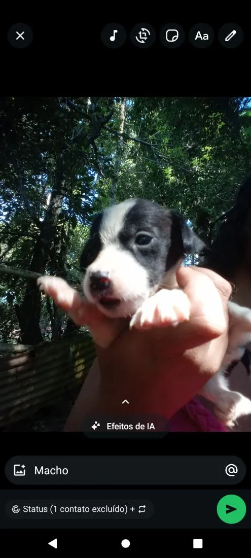 Cachorro raça SRD-ViraLata idade Abaixo de 2 meses nome preto e branco 