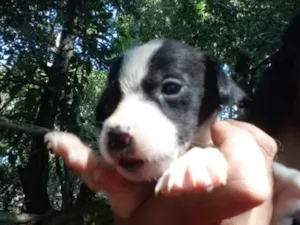 Cachorro raça SRD-ViraLata idade Abaixo de 2 meses nome preto e branco 