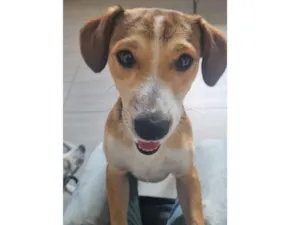 Cachorro raça SRD-ViraLata idade 7 a 11 meses nome Zezinho