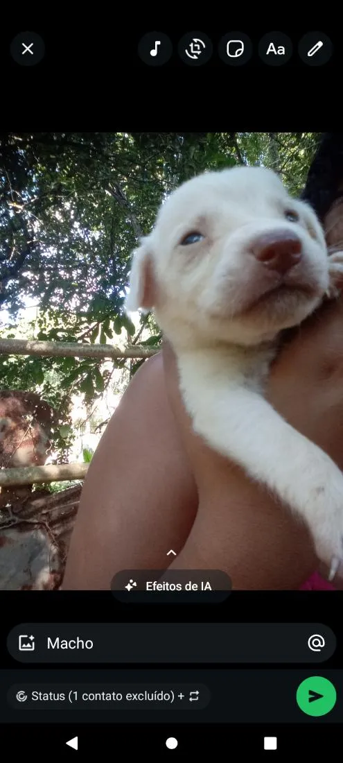 Cachorro raça SRD-ViraLata idade Abaixo de 2 meses nome branquinho 