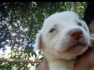 Cachorro raça SRD-ViraLata idade Abaixo de 2 meses nome branquinho 