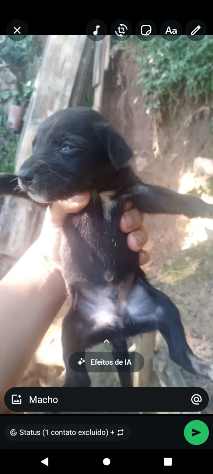 Cachorro raça SRD-ViraLata idade Abaixo de 2 meses nome pretinha