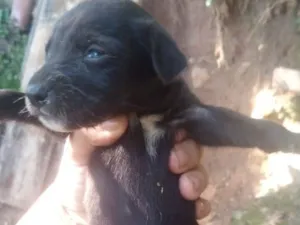 Cachorro raça SRD-ViraLata idade Abaixo de 2 meses nome pretinha