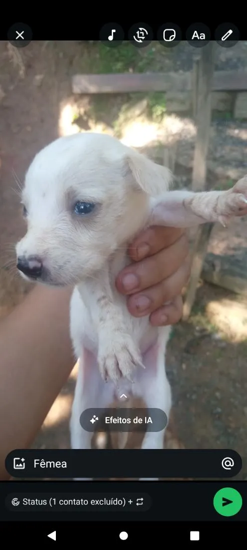 Cachorro raça SRD-ViraLata idade Abaixo de 2 meses nome branquinha 