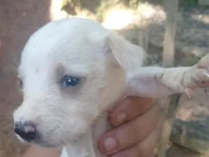 Cachorro raça SRD-ViraLata idade Abaixo de 2 meses nome branquinha 