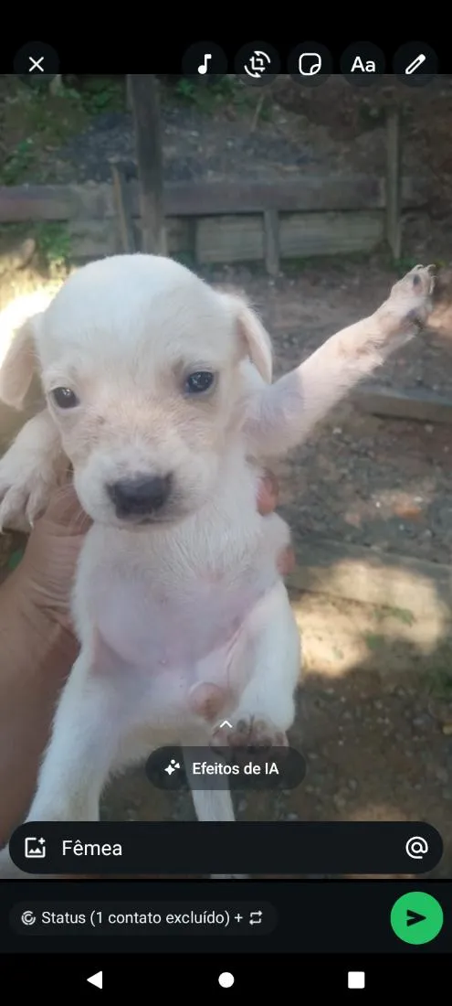 Cachorro raça SRD-ViraLata idade 2 a 6 meses nome branca 