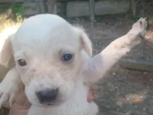 Cachorro raça SRD-ViraLata idade 2 a 6 meses nome branca 