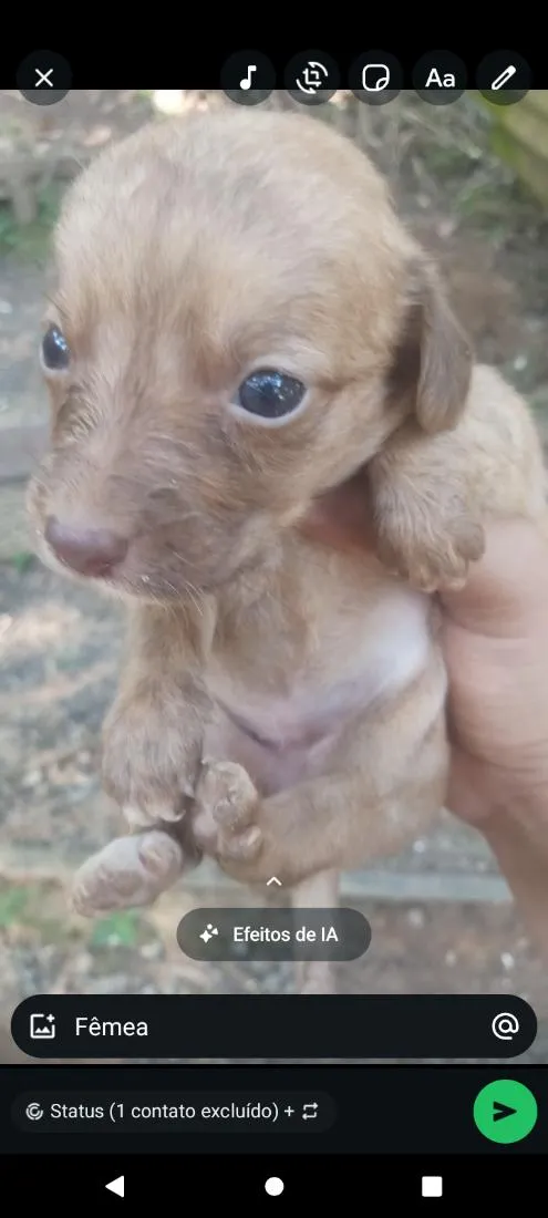 Cachorro raça SRD-ViraLata idade Abaixo de 2 meses nome marronzinha