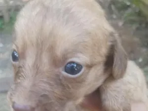 Cachorro raça SRD-ViraLata idade Abaixo de 2 meses nome marronzinha