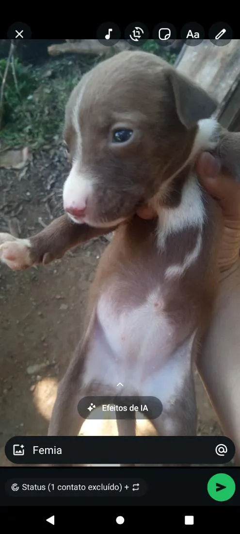Cachorro raça SRD-ViraLata idade Abaixo de 2 meses nome estrela
