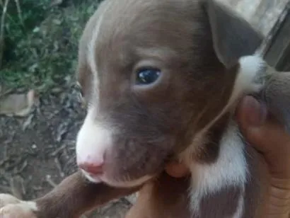 Cachorro raça SRD-ViraLata idade Abaixo de 2 meses nome estrela