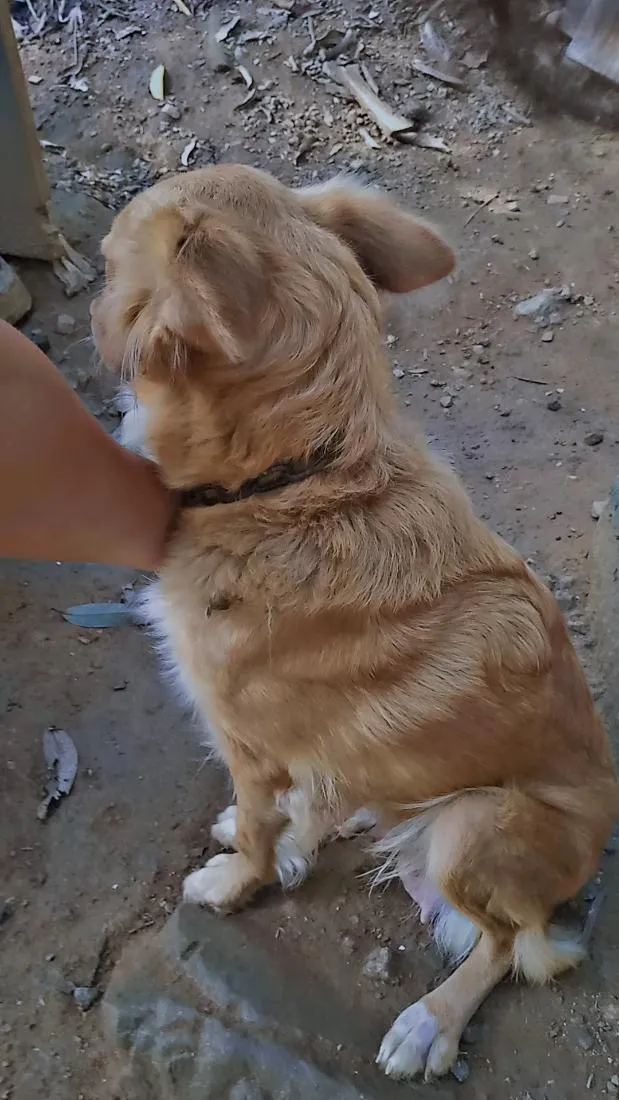 Cachorro raça SRD-ViraLata idade 1 ano nome bela