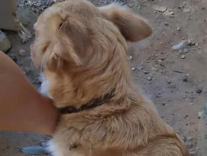 Cachorro raça SRD-ViraLata idade 1 ano nome bela