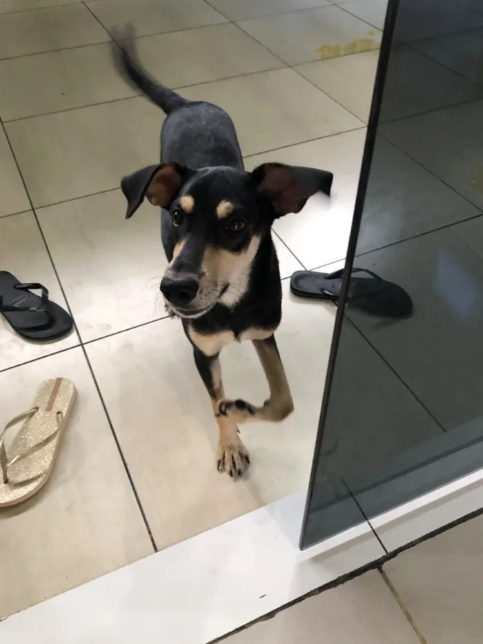 Cachorro raça SRD-ViraLata idade 7 a 11 meses nome Antônio