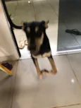 Antônio