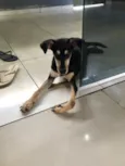 Antônio