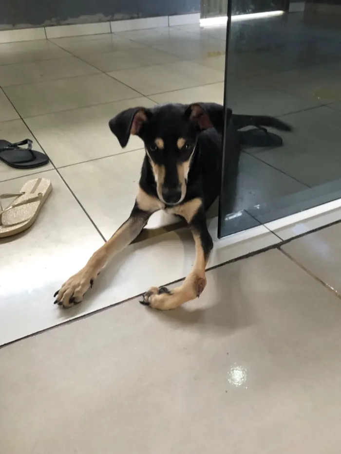 Cachorro raça SRD-ViraLata idade 7 a 11 meses nome Antônio