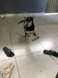 Antônio