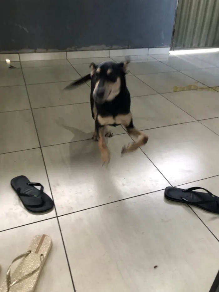 Cachorro raça SRD-ViraLata idade 7 a 11 meses nome Antônio