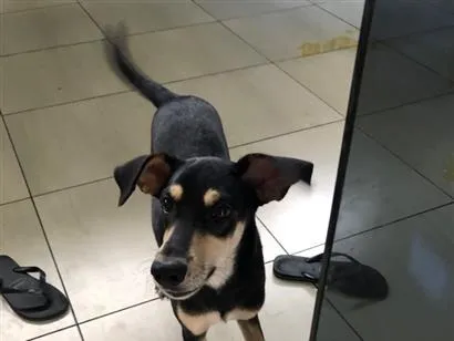 Cachorro raça SRD-ViraLata idade 7 a 11 meses nome Antônio