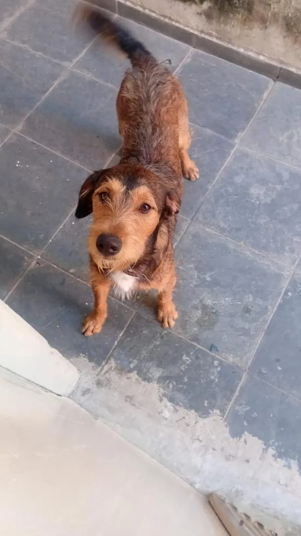 Cachorro raça SRD-ViraLata idade 3 anos nome betoven 