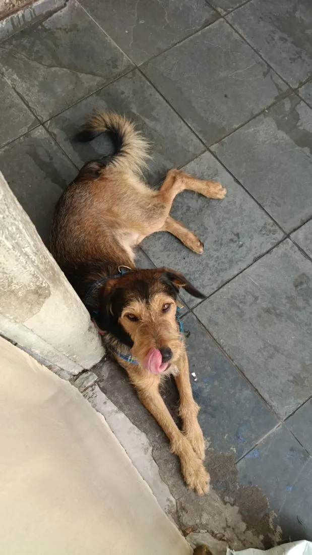 Cachorro raça SRD-ViraLata idade 3 anos nome betoven 