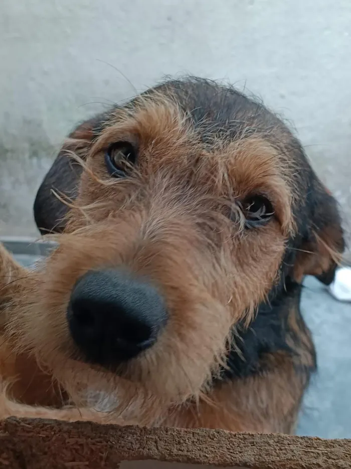 Cachorro raça SRD-ViraLata idade 3 anos nome betoven 
