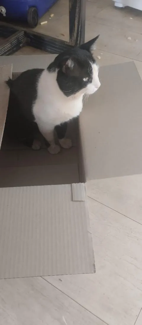 Gato raça SRD-ViraLata idade 5 anos nome Oreo 